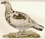Picture of a grouse bird (ripa)